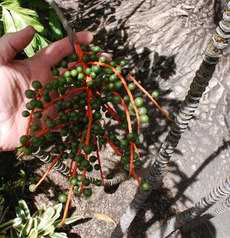 May include: A close-up of a plant with bright green berries on orange stems. The berries are clustered together, and the stems branch out from a central point. The background includes a tree trunk and foliage.