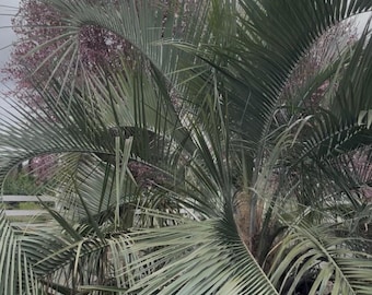 Rare - Cold Hardy 8F - Butia eriospatha - Snow/Ice resilient - (Woolly jelly palm) Seeds Fresh 2026 - Grown in Oregon - Edible fruit tree