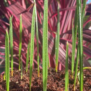 Può includere: Primo piano di giovani piantine di palma verde che emergono da terreno marrone scuro. Le foglie sottili e verticali sono coperte di goccioline d'acqua. Un fogliame rosso e viola sullo sfondo crea un contrasto vivace.