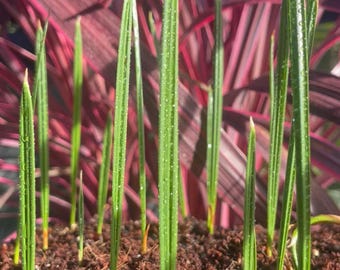 LIVE - Cold Hardy 10F - Rare - Cretan date palm - Greek island exotic - Phoenix theophrasti (Gölköy variant)- clustering - Edible fruit tree