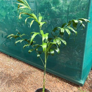 May include: A potted palm tree with vibrant green fronds. The plant is set against a green mesh backdrop, with a gravel surface. The pot is black.