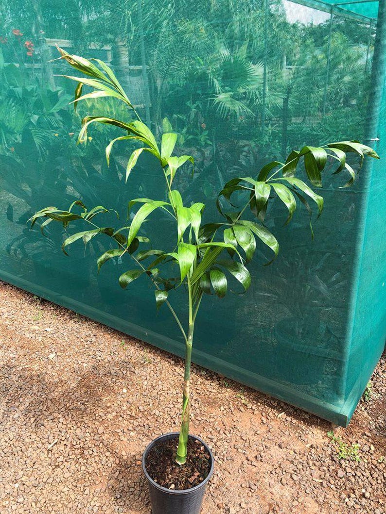 May include: A potted palm tree with vibrant green fronds. The plant is set against a green mesh backdrop, with a gravel surface. The pot is black.