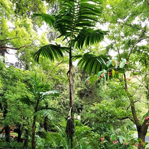 Puede incluir: Una palmera alta y verde con grandes frondas plumosas domina el centro de la imagen. El tronco del árbol es marrón y delgado, con un racimo de frutos verdes oscuros. El fondo está lleno de exuberante follaje verde y otros árboles, creando un ambiente natural denso.