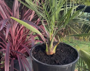 Hybride de Butia X jubaea - Résistant au froid 10 °F - Résistant à la neige et à la glace - Vigueur hybride - Palmier rare