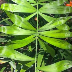 以下が含まれることがあります： 鮮やかな緑色のヤシの葉のクローズアップ。葉は、中央の茎から伸びる細長い小葉を持っています。葉は光沢のある質感で、鮮やかな緑色をしています。背景はぼやけており、自然な屋外環境を示唆しています。