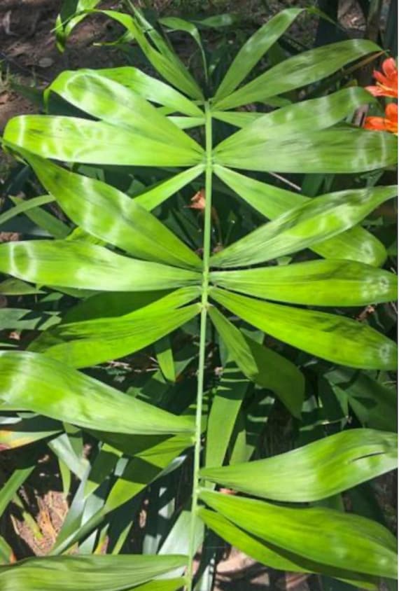Rare - Chamaedorea Klotzschiana Palm Seeds - Veracruz, Mexico Rainforest Exotic - Tropical indoor plant - Cold hardy 25F