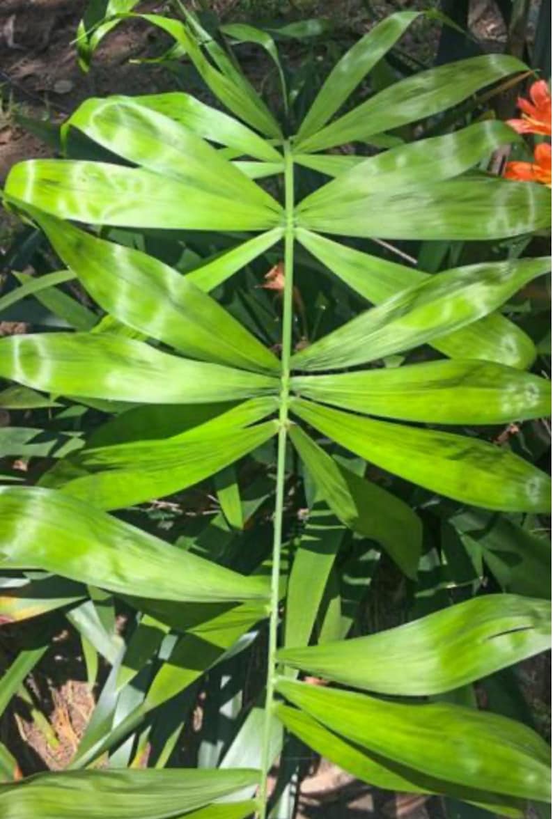 May include: A detailed image of a green palm leaf. The leaf is composed of numerous long, narrow leaflets radiating from a central stalk. The leaves have a glossy appearance and are a vivid green. The background is out of focus, implying an outdoor environment.