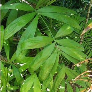 May include: A detailed shot of bright green palm leaves, displaying a clear central vein. The leaves are elongated and have a subtle sheen. The image highlights the rich, verdant quality of tropical vegetation, emphasizing the plant's natural elegance.