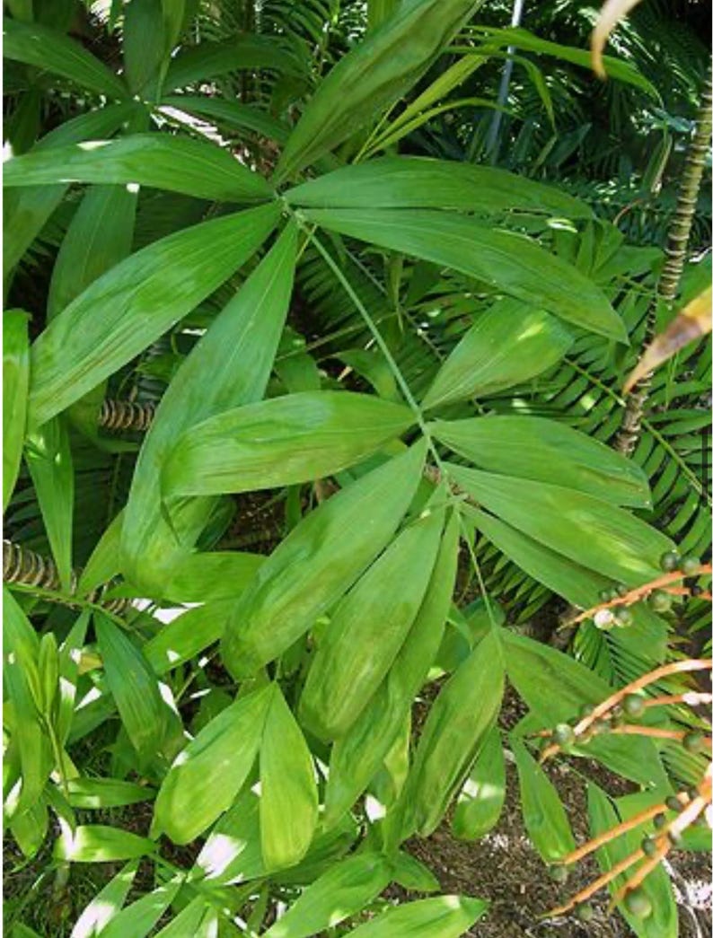 May include: A detailed shot of bright green palm leaves, displaying a clear central vein. The leaves are elongated and have a subtle sheen. The image highlights the rich, verdant quality of tropical vegetation, emphasizing the plant's natural elegance.