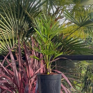 May include: A small green palm plant with fan-shaped fronds potted in a simple black plastic container. The plant is positioned on a dark square pedestal, surrounded by larger palm leaves and long, pointed reddish-purple foliage in the background.