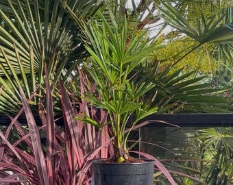 LIVE -10F degrees Cold Hardy - Trachycarpus fortunei - Snow/Ice Resilient - versatile - windmill palm - Tropical - Easy growing