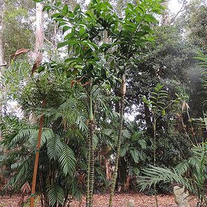 May include: A vibrant tropical scene with several palm trees, their trunks segmented, and lush green leaves. The background is filled with diverse plants and trees, forming a dense forest. The ground is covered in brown leaves and small statues.