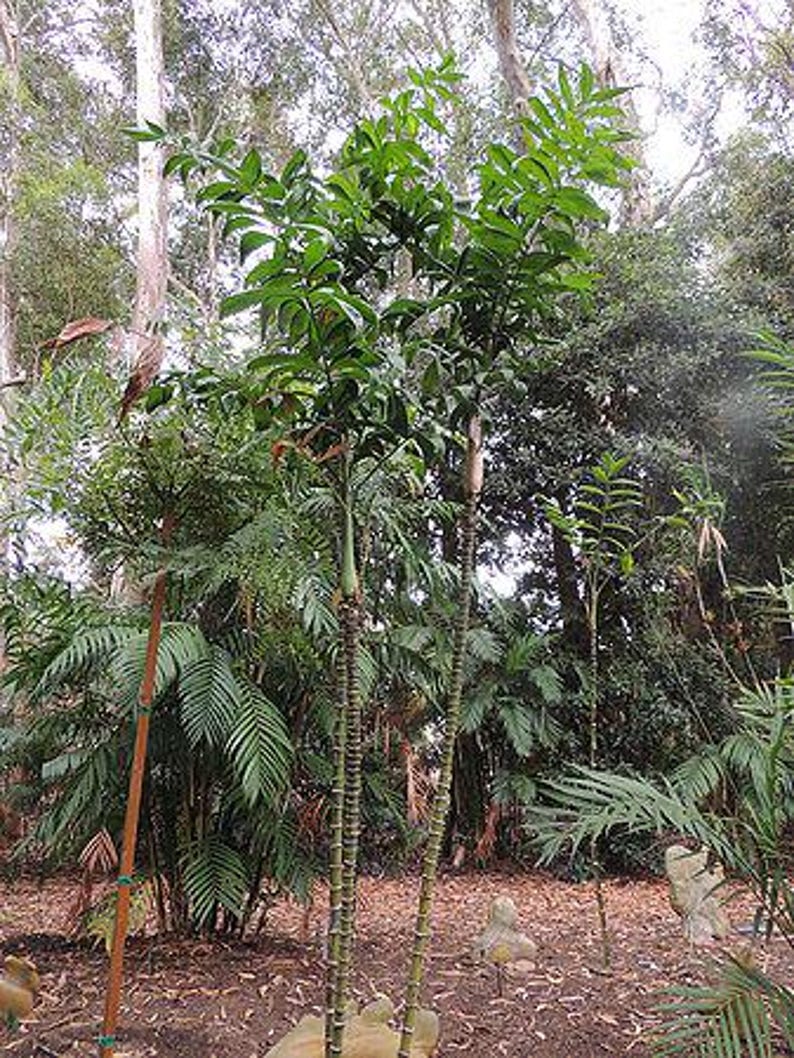 May include: A vibrant tropical scene with several palm trees, their trunks segmented, and lush green leaves. The background is filled with diverse plants and trees, forming a dense forest. The ground is covered in brown leaves and small statues.