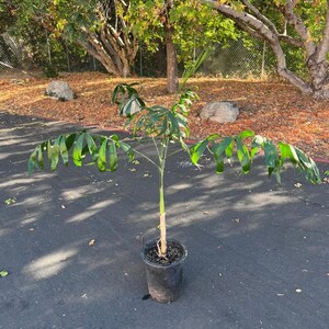 May include: A potted plant with large, segmented green leaves and a slender stem. The plant is in a black plastic pot, set against a backdrop of trees and fallen leaves. The plant is outdoors.