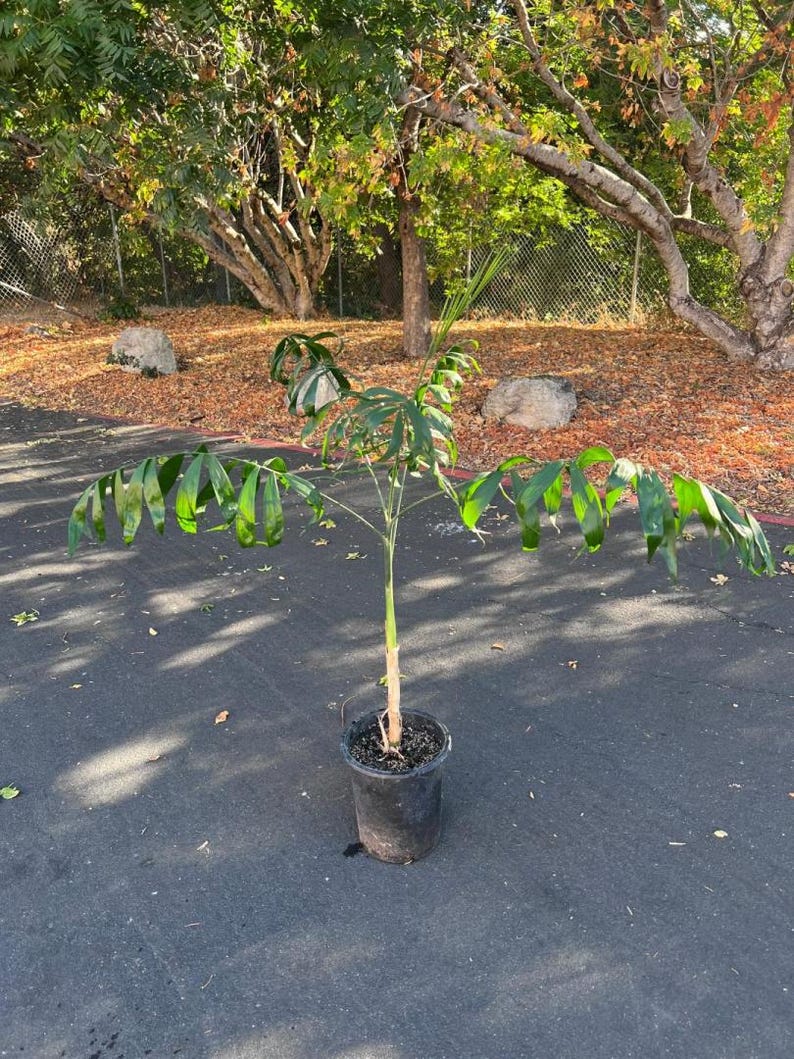 May include: A potted plant with large, segmented green leaves and a slender stem. The plant is in a black plastic pot, set against a backdrop of trees and fallen leaves. The plant is outdoors.