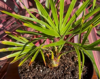 LIVE - Brahea moorei - Cold tolerant 10F - Rare - Silver Blue Fan palm - Dwarf rock palm - Tropical house plant - exotic collectors tree