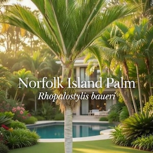 Könnte beinhalten: Eine Norfolk-Insel-Palme, Rhopalostylis bauer, steht in einer grünen Landschaft. Das Bild zeigt einen Swimmingpool, einen gepflegten Rasen und ein Haus im Hintergrund. Die Blätter der Palme sind leuchtend grün.
