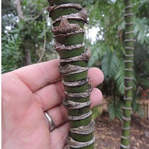 May include: Detailed view of a green plant stem with distinctive brown, textured rings. The stem is held by a hand, with a backdrop of green foliage. The plant's segmented structure is the main focus.