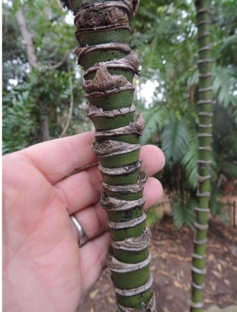 May include: Detailed view of a green plant stem with distinctive brown, textured rings. The stem is held by a hand, with a backdrop of green foliage. The plant's segmented structure is the main focus.