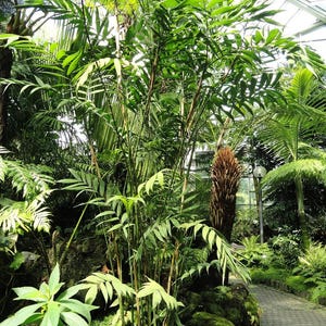 May include: A lush, green botanical garden scene featuring various tropical plants. Tall, slender bamboo-like stalks with long, thin leaves dominate the foreground. A stone pathway winds through the garden, surrounded by ferns and other foliage.
