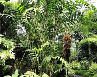 Cold Hardy Palm 10F - Oregon cultivar Seeds - Chamaedorea Microspadix Palm Tree - Shade tolerant - Clustering Palm - grows very well in pots