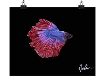 Betta Fish Portrait, Vibrant Colors, Archival Paper Poster
