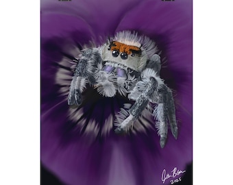 Puede incluir: Fotografía macro de una araña saltarina con cuerpo blanco y gris, marcas naranjas y múltiples ojos, sobre un fondo morado borroso. La imagen está firmada "Julie Blum 2025".