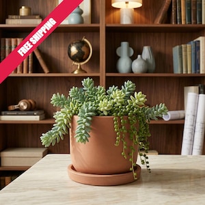 Terracotta Pot with Drainage Saucer, Small Clay Planter, Indoor Herb Pot