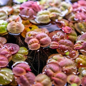May include: Close-up of aquatic plants with rounded, multi-toned leaves in shades of green, pink, and burgundy. The plants float on the water's surface, creating a textured, colorful pattern. Fine roots are visible beneath the leaves.