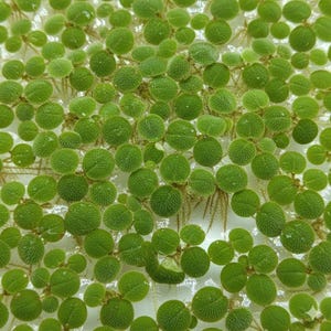 May include: Close-up of a collection of small, round, bright green aquatic plants. Each plant has a textured surface and is connected to others. The plants are floating in water, with some roots visible.