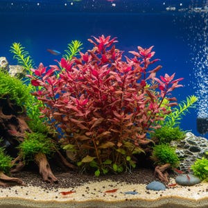 May include: A vibrant red aquatic plant centered in a freshwater aquarium, surrounded by bright green moss, driftwood, and small red shrimp on a light sand substrate. The background is a deep blue with visible air bubbles from a filter.