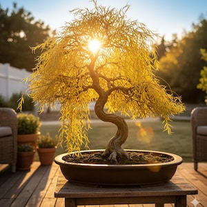 May include: A bonsai tree with yellow foliage and a twisted trunk sits in a brown oval pot on a wooden table. The sun shines through the leaves, creating a bright, warm glow. The tree is outdoors, with other potted plants and seating visible.