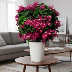 May include: A vibrant flowering plant with deep pink blooms and green foliage, potted in a white textured ceramic pot. The plant sits on a dark brown round table in a living room setting. The background includes a gray sofa and a window.