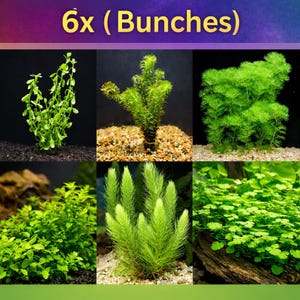 May include: An assortment of six bunches of aquatic plants, each with a unique shape and texture. The plants range in color from light to dark green, and are displayed against a dark background. The text "6x (Bunches)" is at the top of the image.