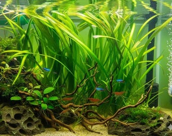 6 Jungle Vallisneria Aquarium Plants | Fast-Growing Background Grass
