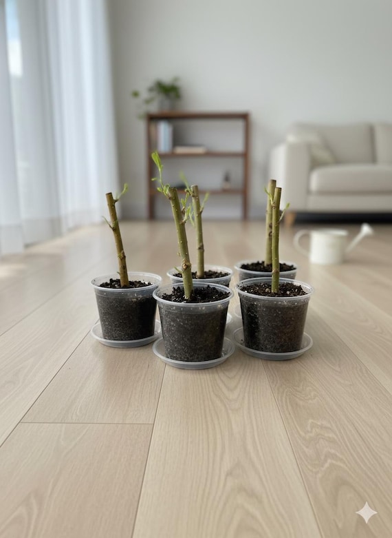 5 Golden Weeping Willow Cuttings | Fast-growing for Bonsai, Living