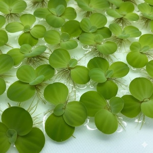 May include: Close-up of floating aquatic plants, featuring bright green, rounded leaves. The plants have small, central leaves and delicate, root-like structures. The plants are in clear water, creating a fresh, natural aesthetic.
