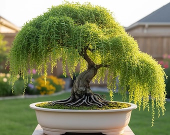 Dwarf Australian Weeping Willow Bonsai Cutting (1) - Unrooted Fresh Cutting for Bonsai Propagation