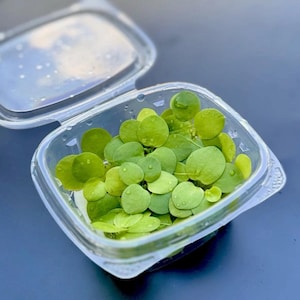 May include: A clear plastic container filled with small, round, green leaves. The leaves have water droplets on them, and the container's lid is partially open. The leaves are a mix of light and dark green.