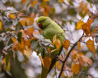 Ring Necked Parakeet, St James Park, London, Nature Photography