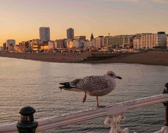 Brighton Seagull, Nature, Landscape Photography