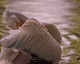 Pelican, St James Park, London, Nature Photography