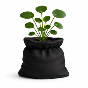 以下が含まれることがあります： 丸い葉を持つ小さな緑色の植物が、黒い巾着型の布製ポットの暗い土から生えています。植物には複数の茎といくつかの葉があります。ポットは無地の黒色で、柔らかく質感のある外観をしています。背景は白です。