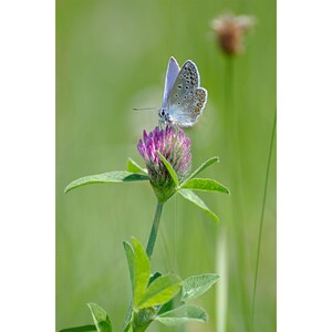 Può includere: Una farfalla azzurra con ali decorate si posa su un fiore viola acceso. Il fiore è circondato da foglie e steli verdi, su uno sfondo verde tenue. Le ali della farfalla sono aperte, mostrando i loro delicati dettagli.