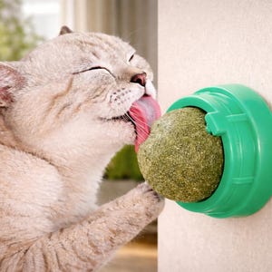Peut inclure: Un chat beige clair, les yeux fermés et la langue sortie, lèche une boule d'herbe à chat verte. La boule d'herbe à chat est dans un support en plastique vert fixé au mur. Le chat apprécie l'herbe à chat.