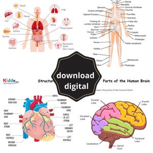 Puede incluir: Diagramas educativos del cuerpo humano, que incluyen órganos internos, el sistema esquelético y el cerebro. Los diagramas están etiquetados con términos anatómicos. También hay un botón de descarga digital.