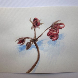 Steadfast. Small botanical illustration, romantic art, dried geranium flower stem, acrylic, pencil drawing, 6x4 inch, SFA image 3