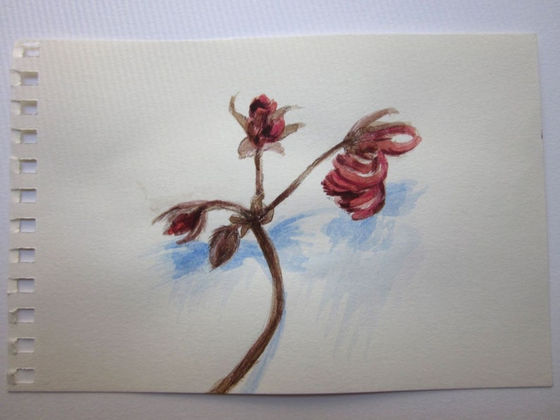 Steadfast. Small botanical illustration, romantic art, dried geranium flower stem, acrylic, pencil drawing, 6x4 inch, SFA image 3