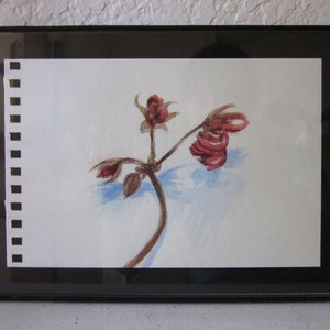 Steadfast. Small botanical illustration, romantic art, dried geranium flower stem, acrylic, pencil drawing, 6x4 inch, SFA image 5