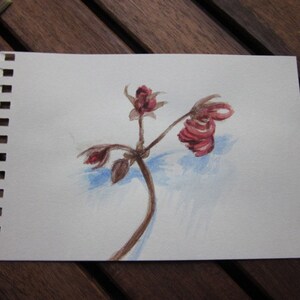 Steadfast. Small botanical illustration, romantic art, dried geranium flower stem, acrylic, pencil drawing, 6x4 inch, SFA image 2